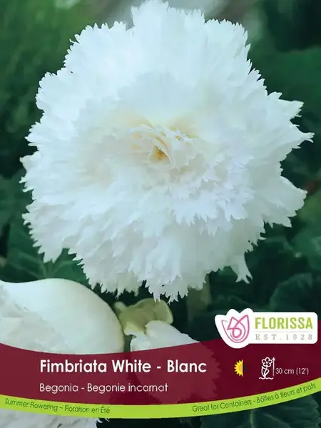 Florissa Begonia Fimbriata