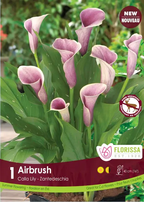 Florissa Calla Airbrush