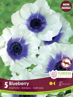 Anemone Blueberry Rainbow