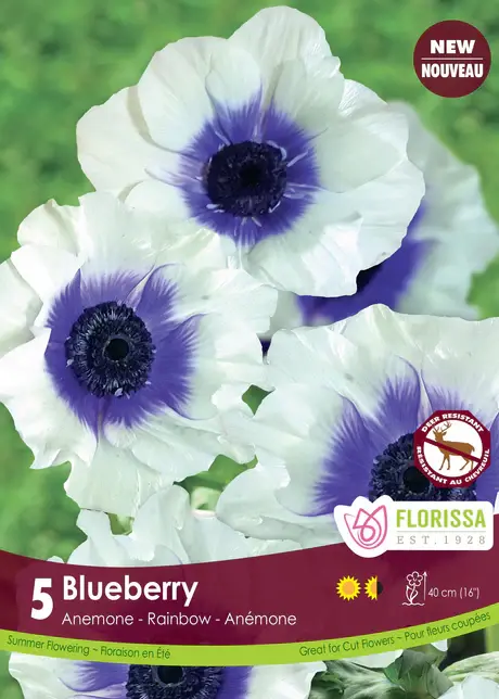 Anemone Blueberry Rainbow