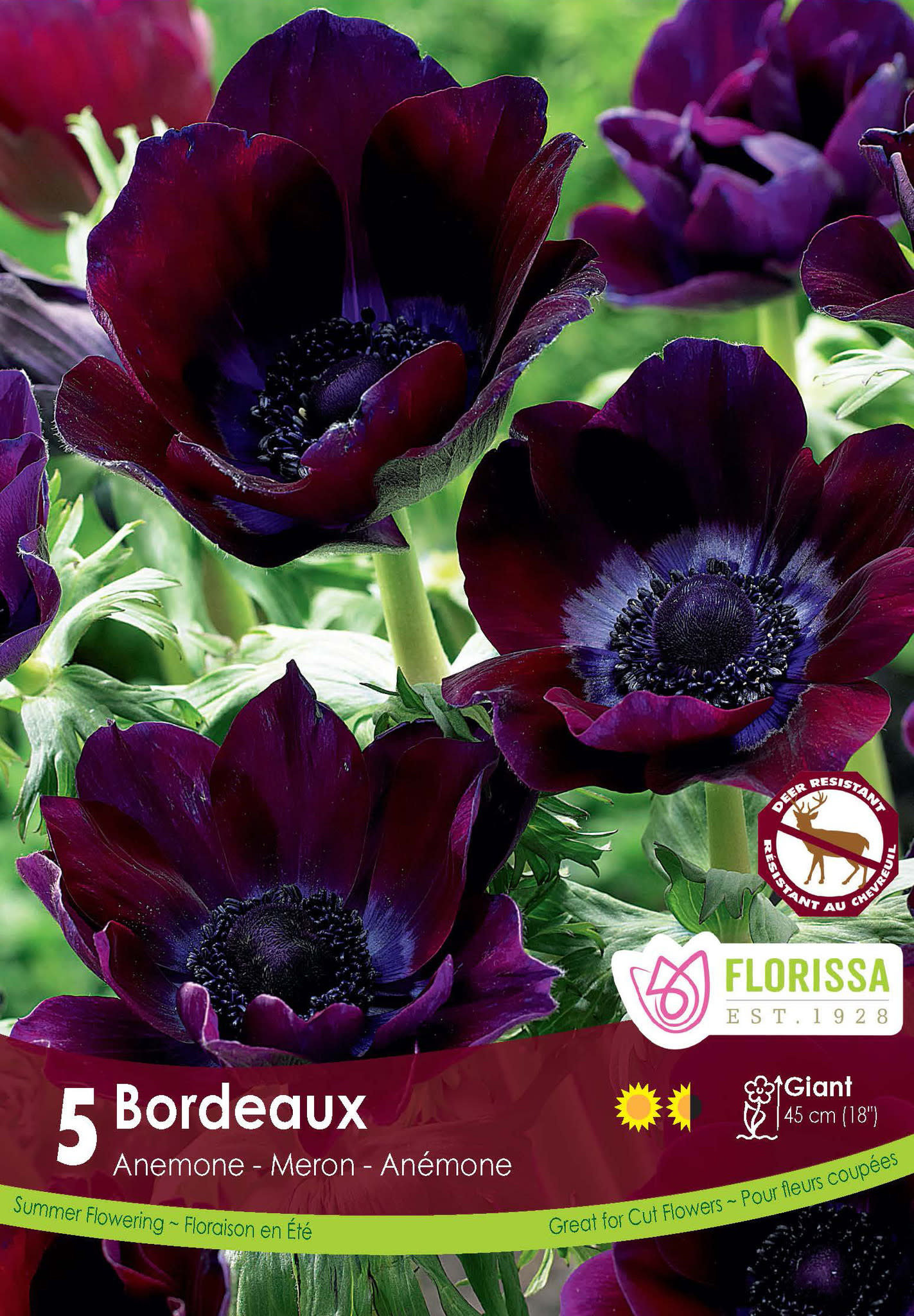 Florissa Anemone De Caen Bordeaux