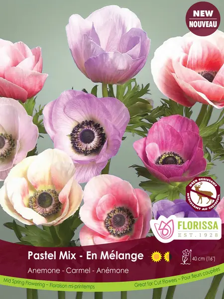 Anemone Carmel Pastel Mix