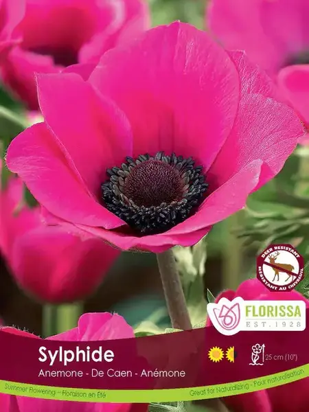 Anemone De Caen Sylphide