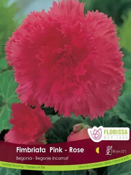 Florissa Begonia Fimbriata Pink
