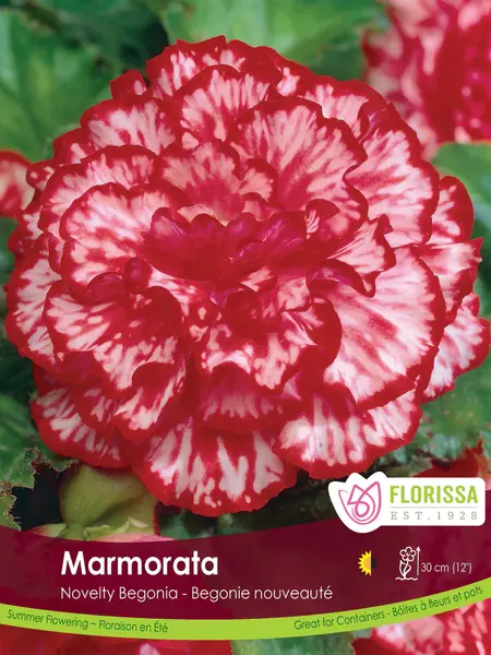 Florissa Begonia Nov Marmorata Bulbs