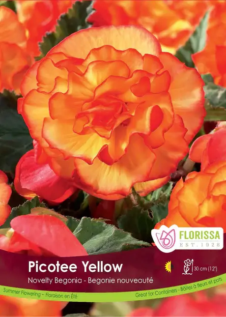 Florissa Begonia Novelty Picotee