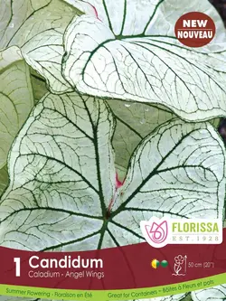 Florissa Caladium Candidum