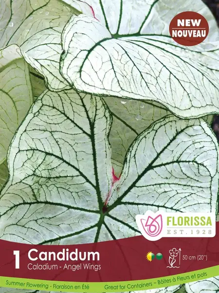 Florissa Caladium Candidum