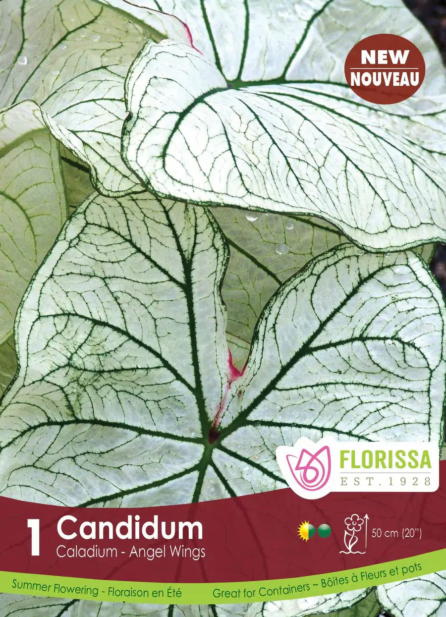 Florissa Caladium Candidum