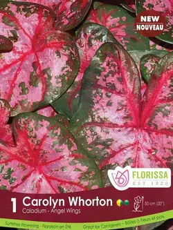 Florissa Caladium Caroyln Whorton