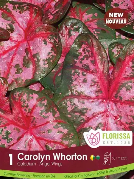 Florissa Caladium Caroyln Whorton