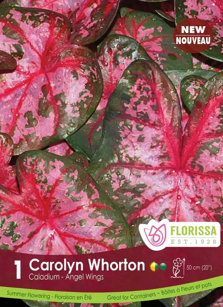 Florissa Caladium Caroyln Whorton
