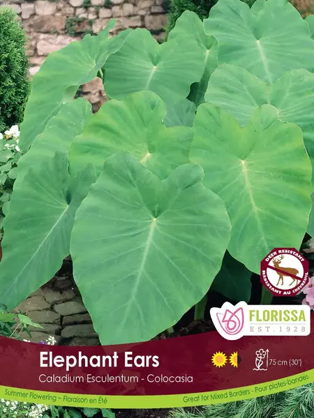 Florissa Caladium Elephant Ears Bulbs