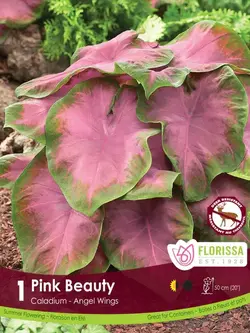 Florissa Caladium Pink Beauty