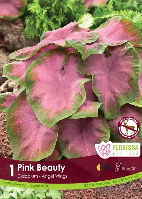 Florissa Caladium Pink Beauty
