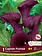 Florissa Calla Captain Promise Bulbs