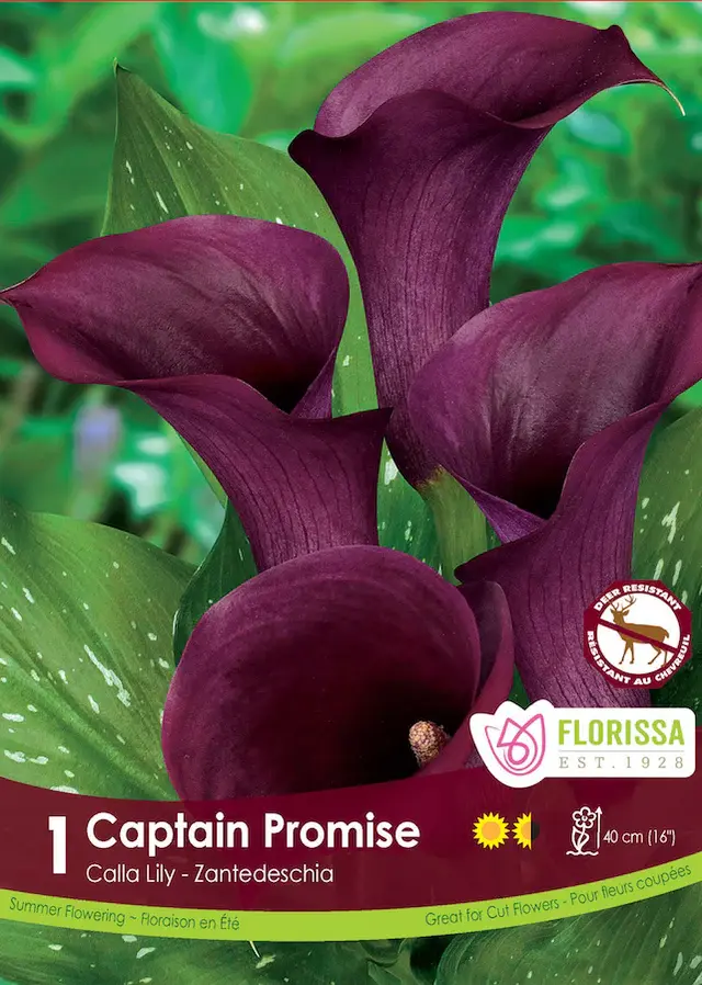 Florissa Calla Captain Promise Bulbs
