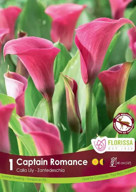 Florissa Calla Captain Romance