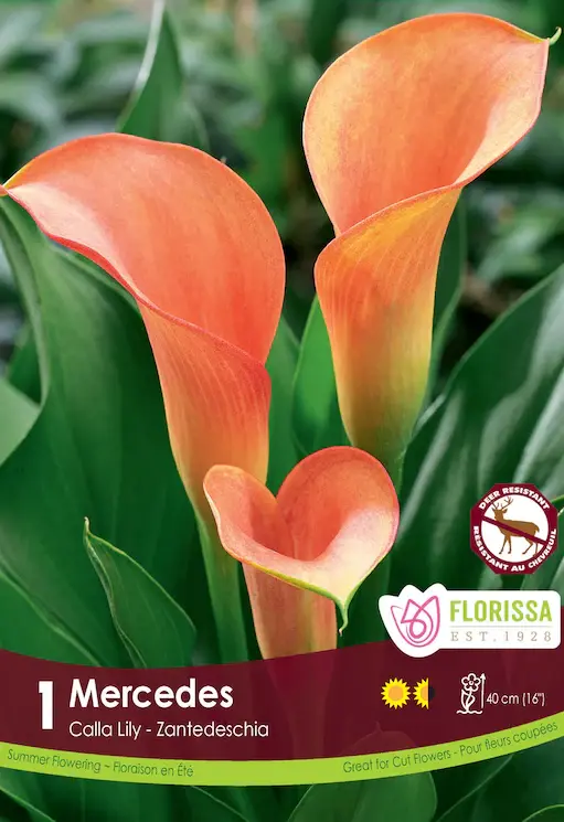 Florissa Calla Mercedes