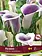 Florissa Calla Picasso Bulbs