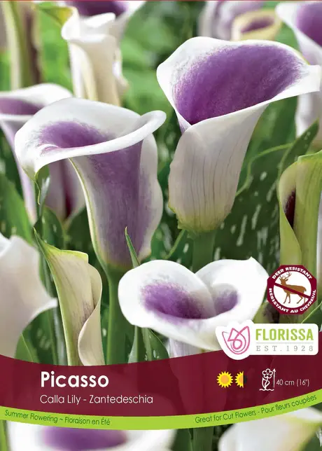 Florissa Calla Picasso Bulbs