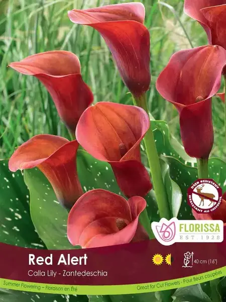 Florissa Calla Red Alert