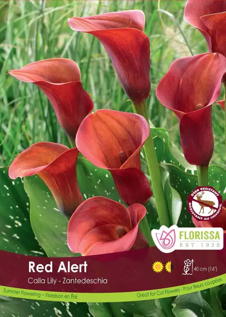 Florissa Calla Red Alert