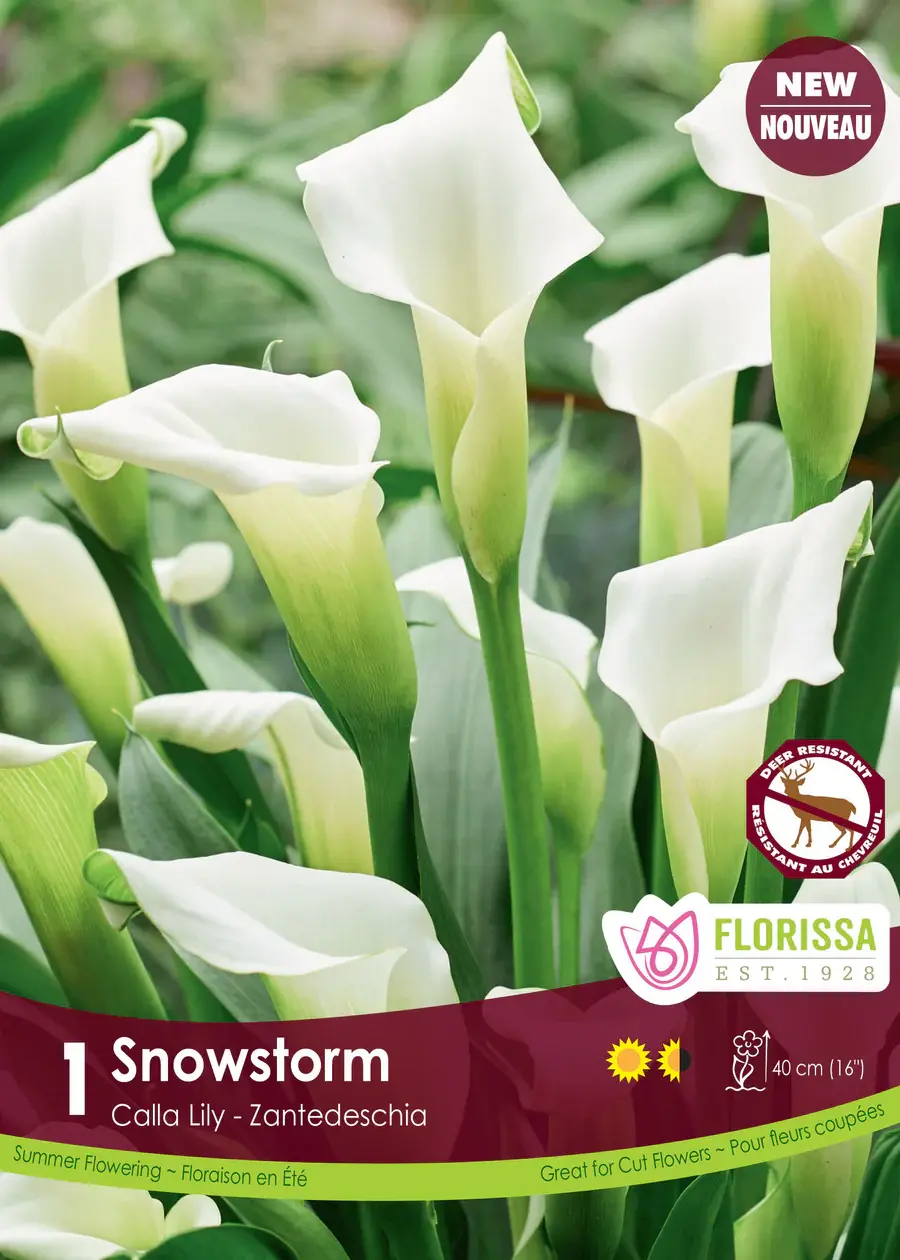 Florissa Calla Snow Storm