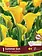 Florissa Calla Summer Sun Bulbs
