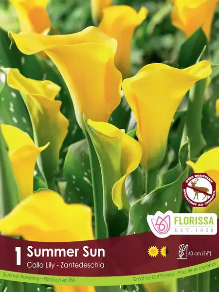 Florissa Calla Summer Sun Bulbs