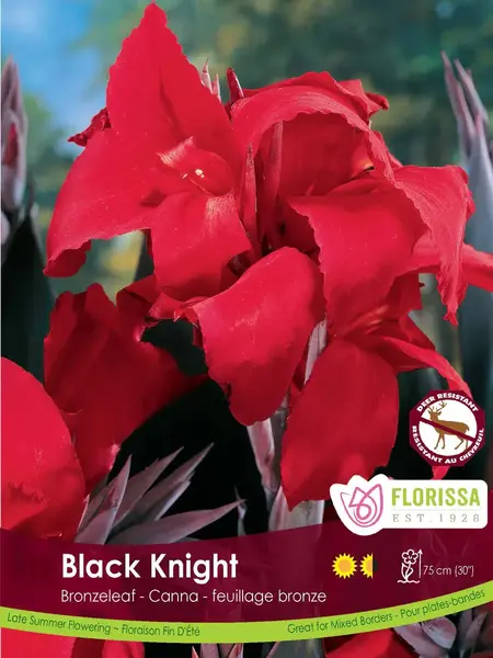Canna Bronze Black Knight