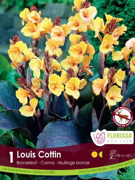 Canna Bronze Louise Cotton