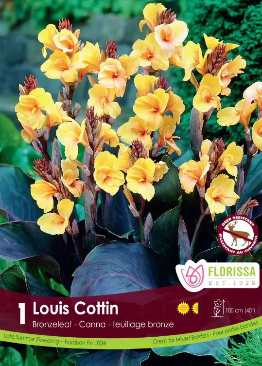 Canna Bronze Louise Cotton