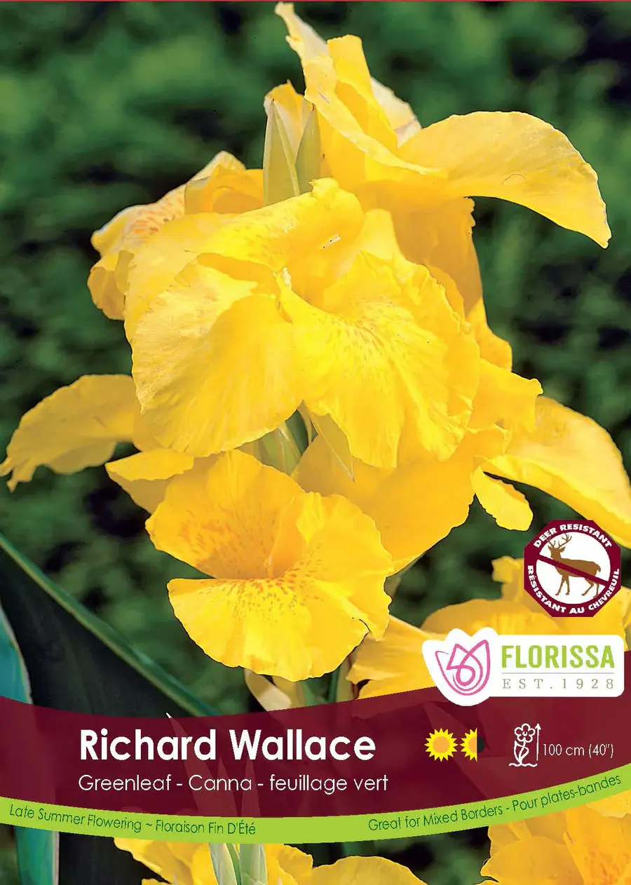 Florissa Canna Green Richard Wallace