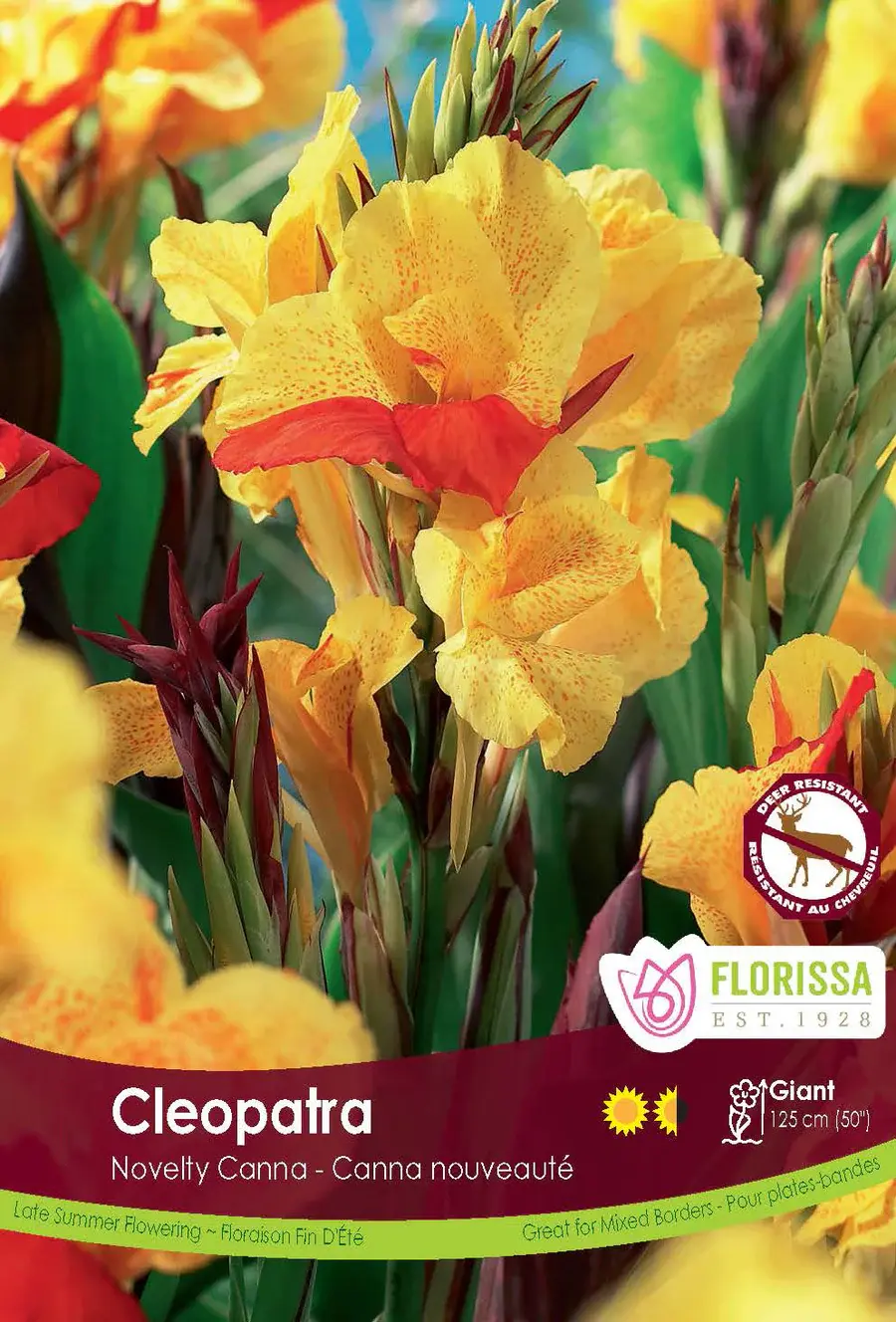 Canna Variegated Leaf Cleopatra