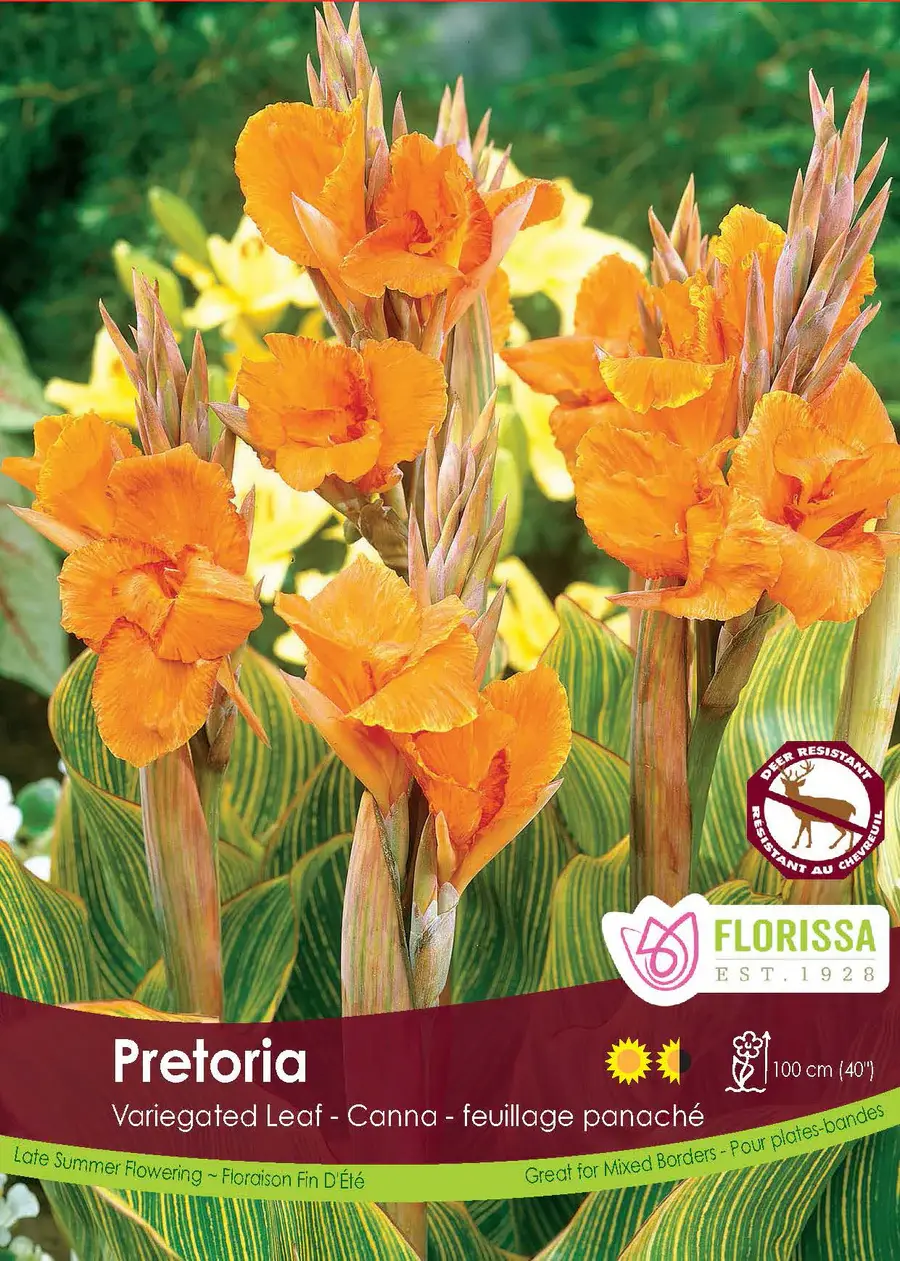 Florissa Canna Variegated Leaf Pretoria