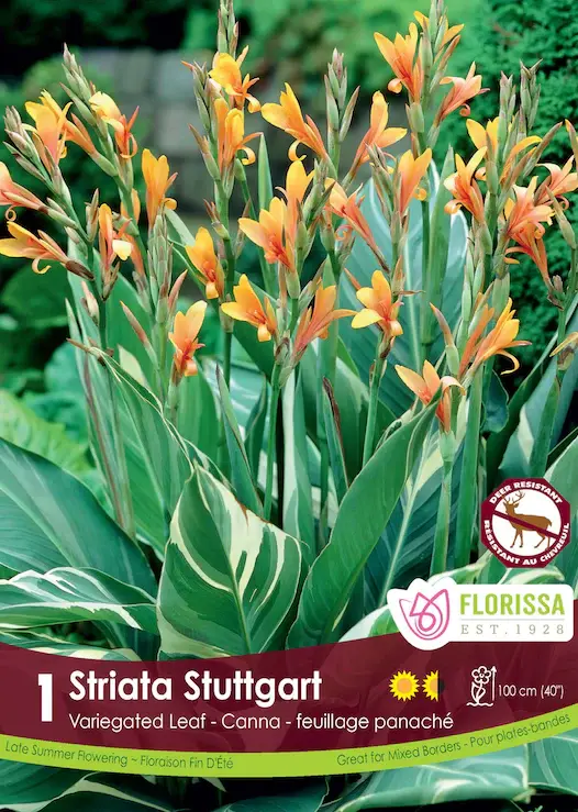 Canna Variegated Leaf Stuttgart