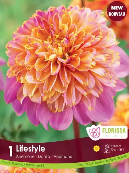 Florissa Dahlia Anemone Life Style