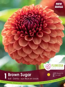 Florissa Dahlia Bail Brown Sugar