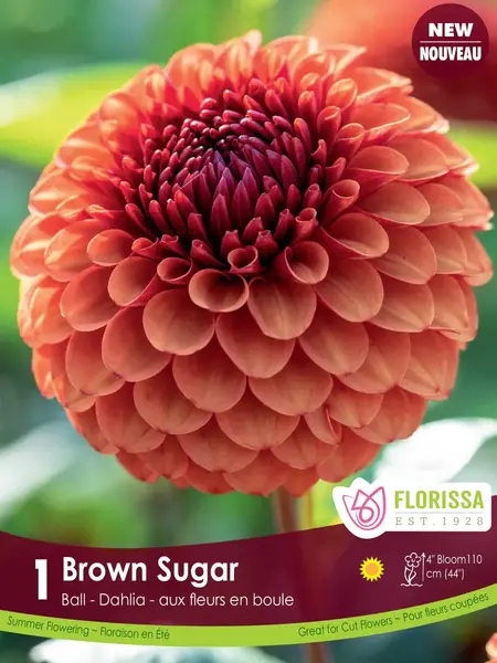 Florissa Dahlia Bail Brown Sugar