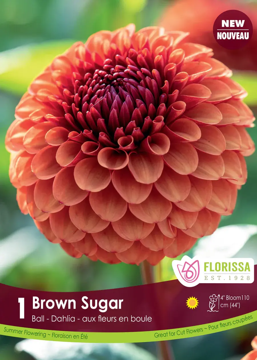 Florissa Dahlia Bail Brown Sugar
