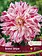 Florissa Dahlia Bristol Stripe Bulbs