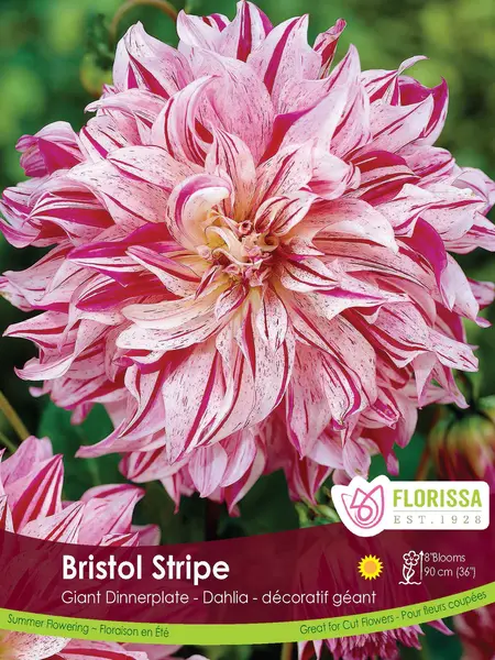 Florissa Dahlia Bristol Stripe Bulbs
