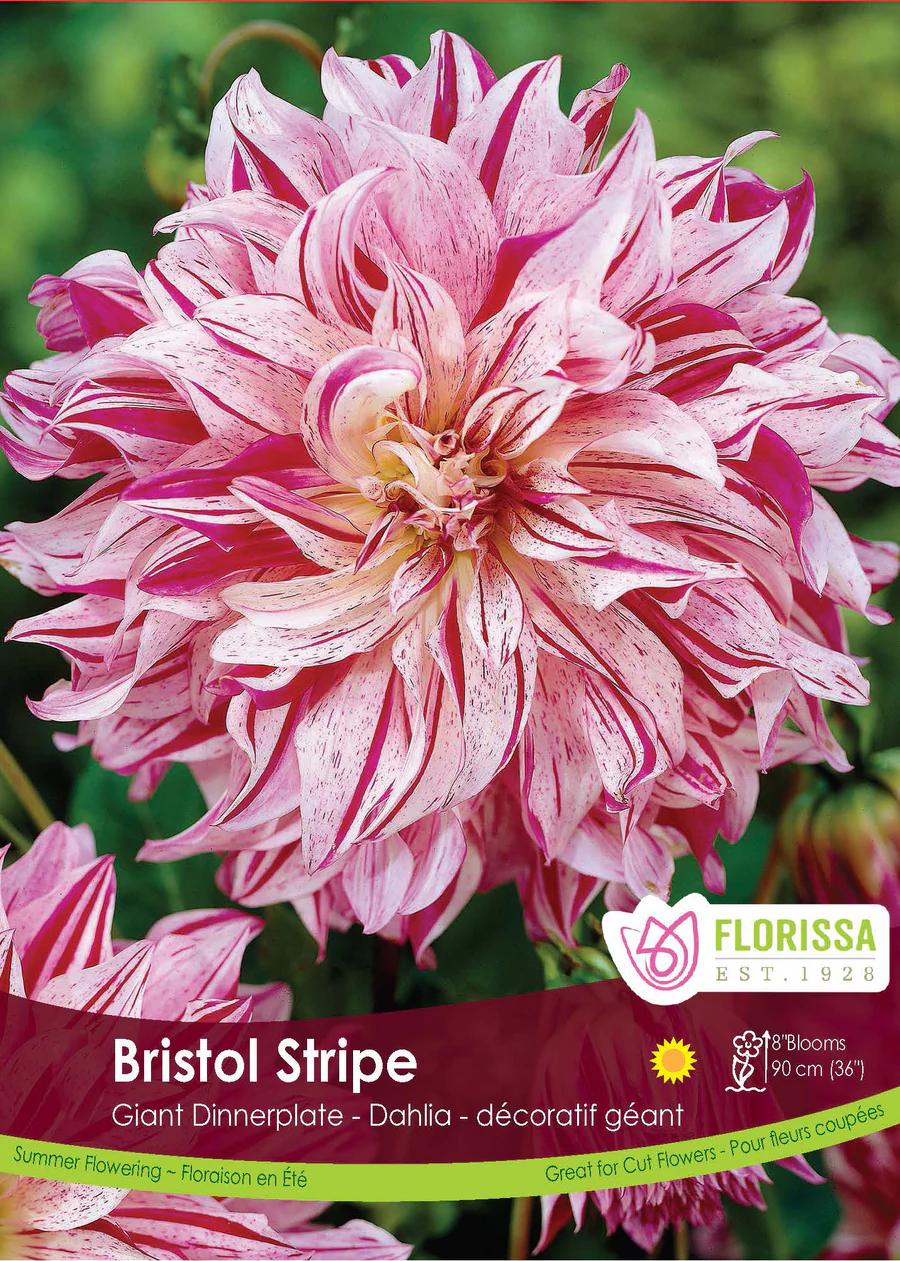 Florissa Dahlia Bristol Stripe Bulbs
