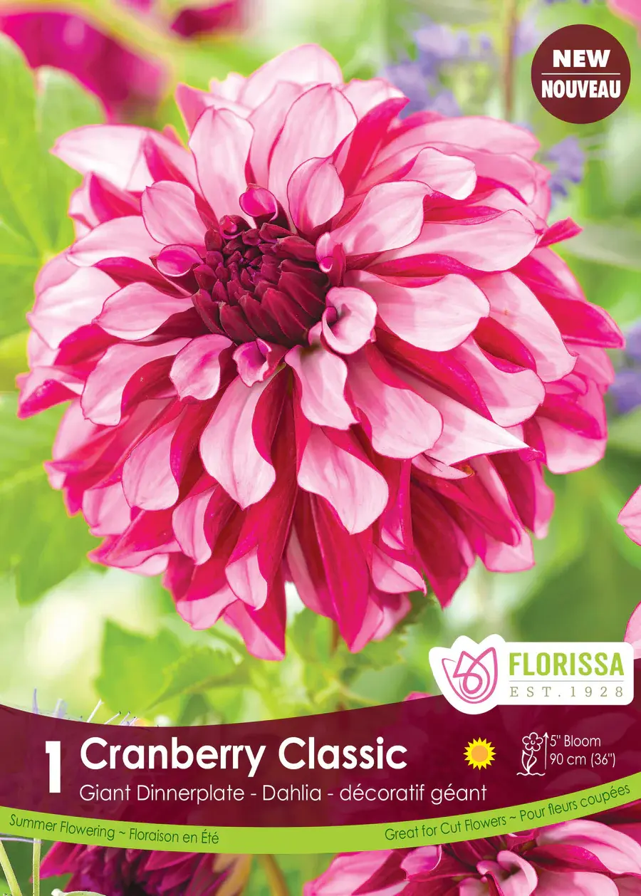 Florissa Dahlia Dec Cranberry Classic