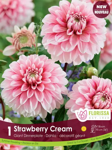 Florissa Dahlia Dec Strawberry Cream