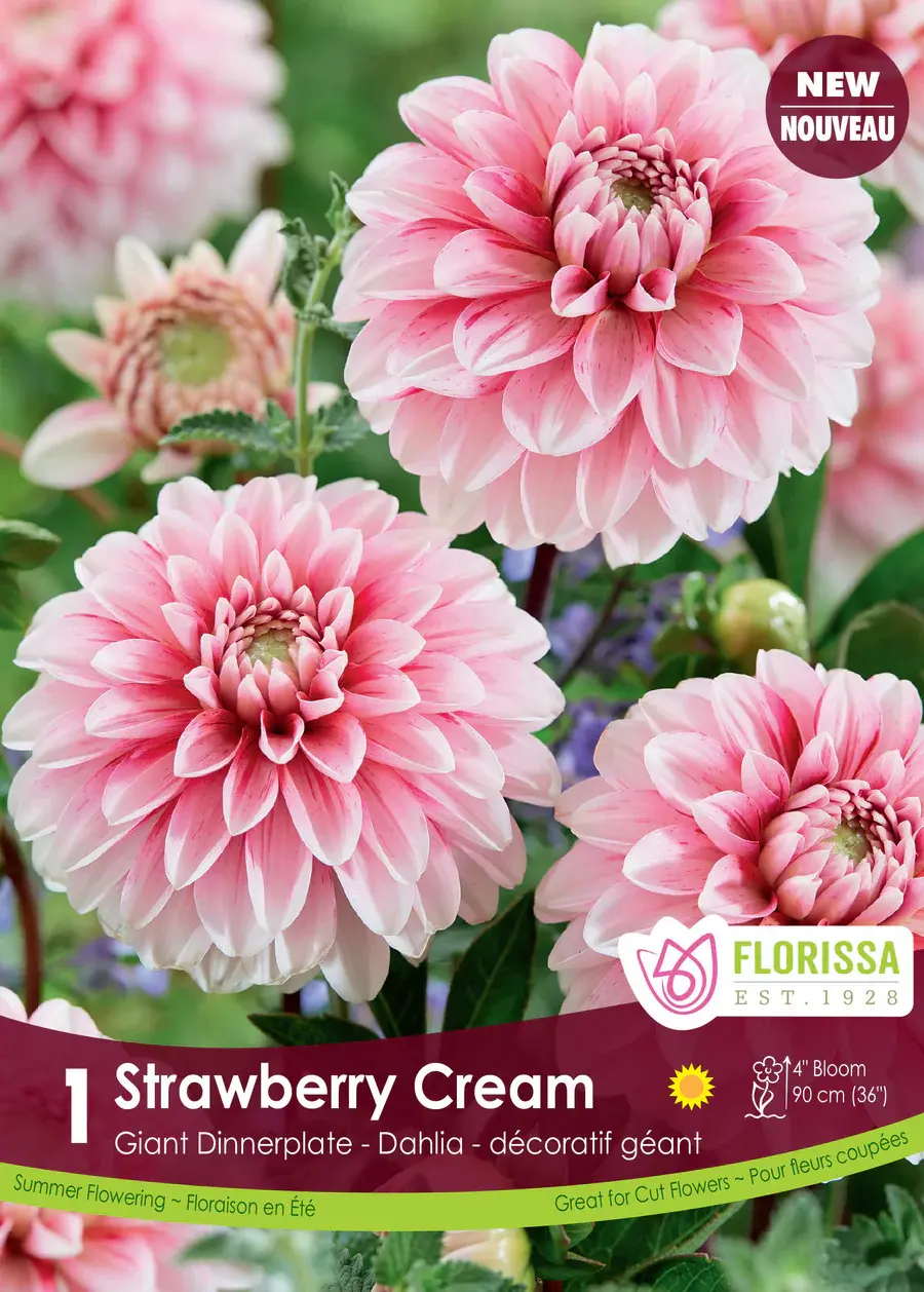 Florissa Dahlia Dec Strawberry Cream