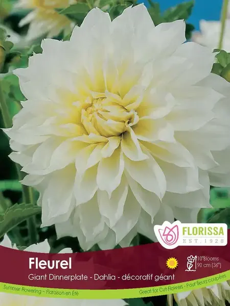 Florissa Dahlia Fleurel Bulbs