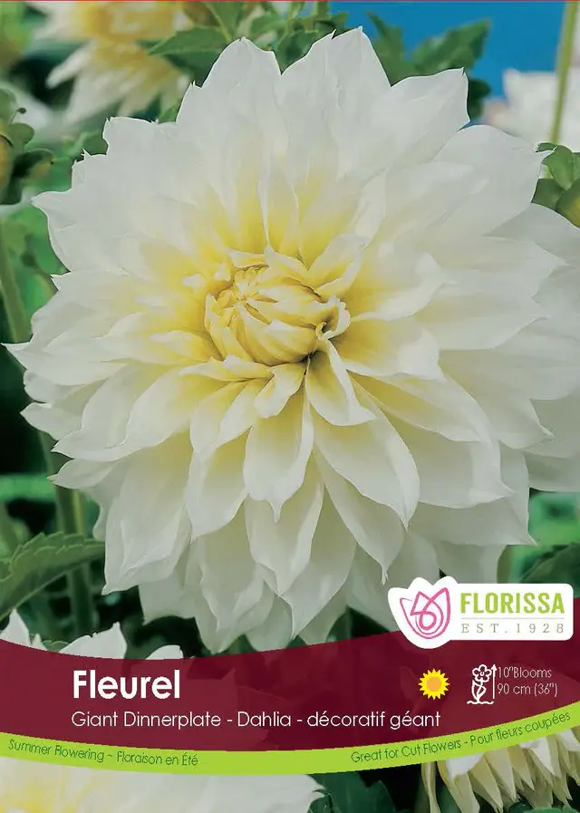 Florissa Dahlia Fleurel Bulbs