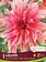 Dahlia Labyrinth Bulbs